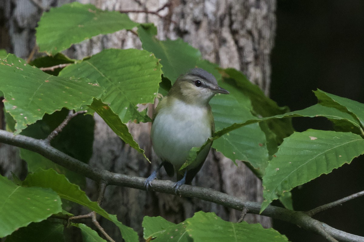 Red-eyed Vireo - ML625527313