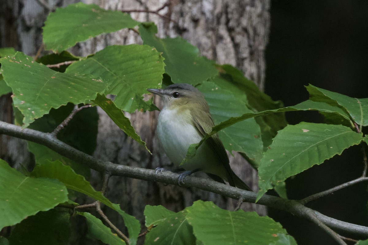 Rotaugenvireo - ML625527314