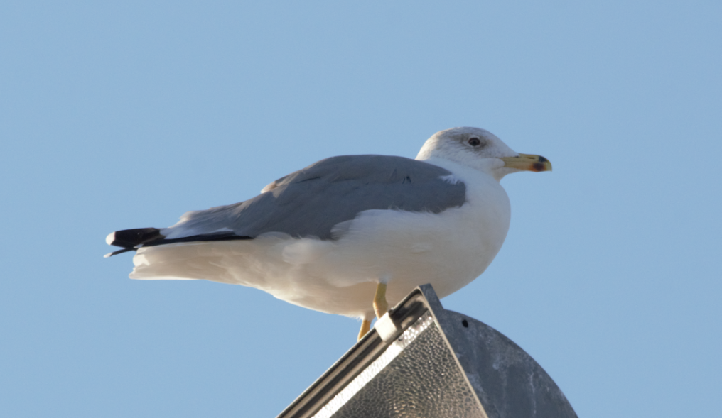 Armenian Gull - ML625527380