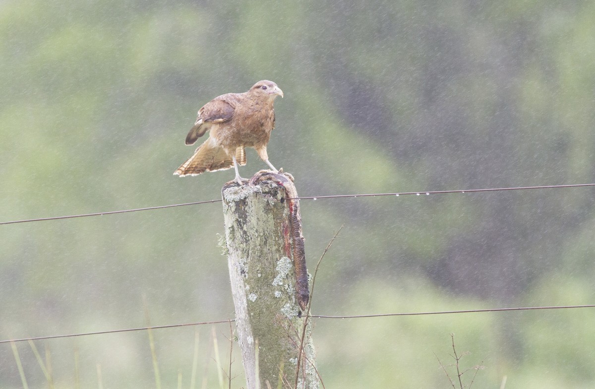 Chimango Caracara - Diego Oscar / Sandpiper Birding & Tours