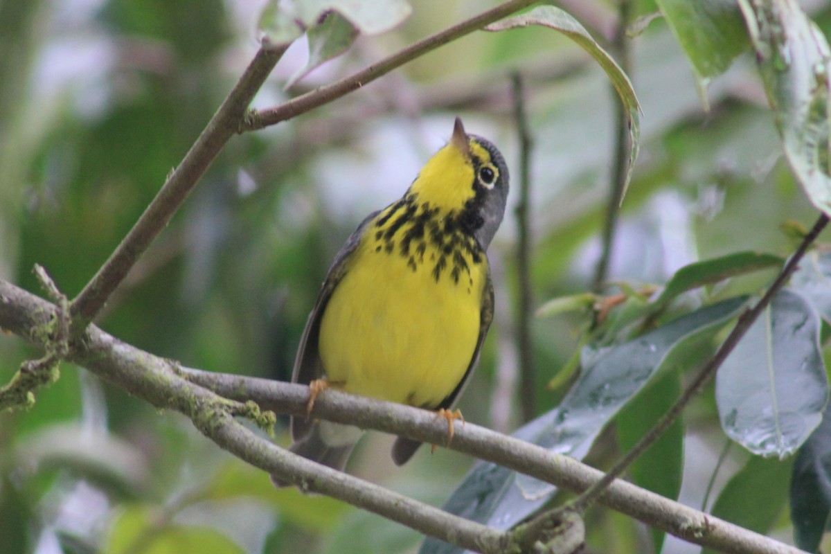 Canada Warbler - David Weaver