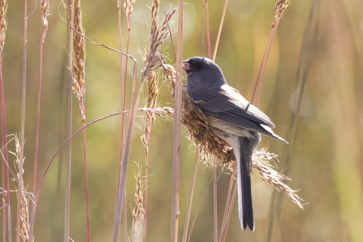 Юнко сірий - ML625527549