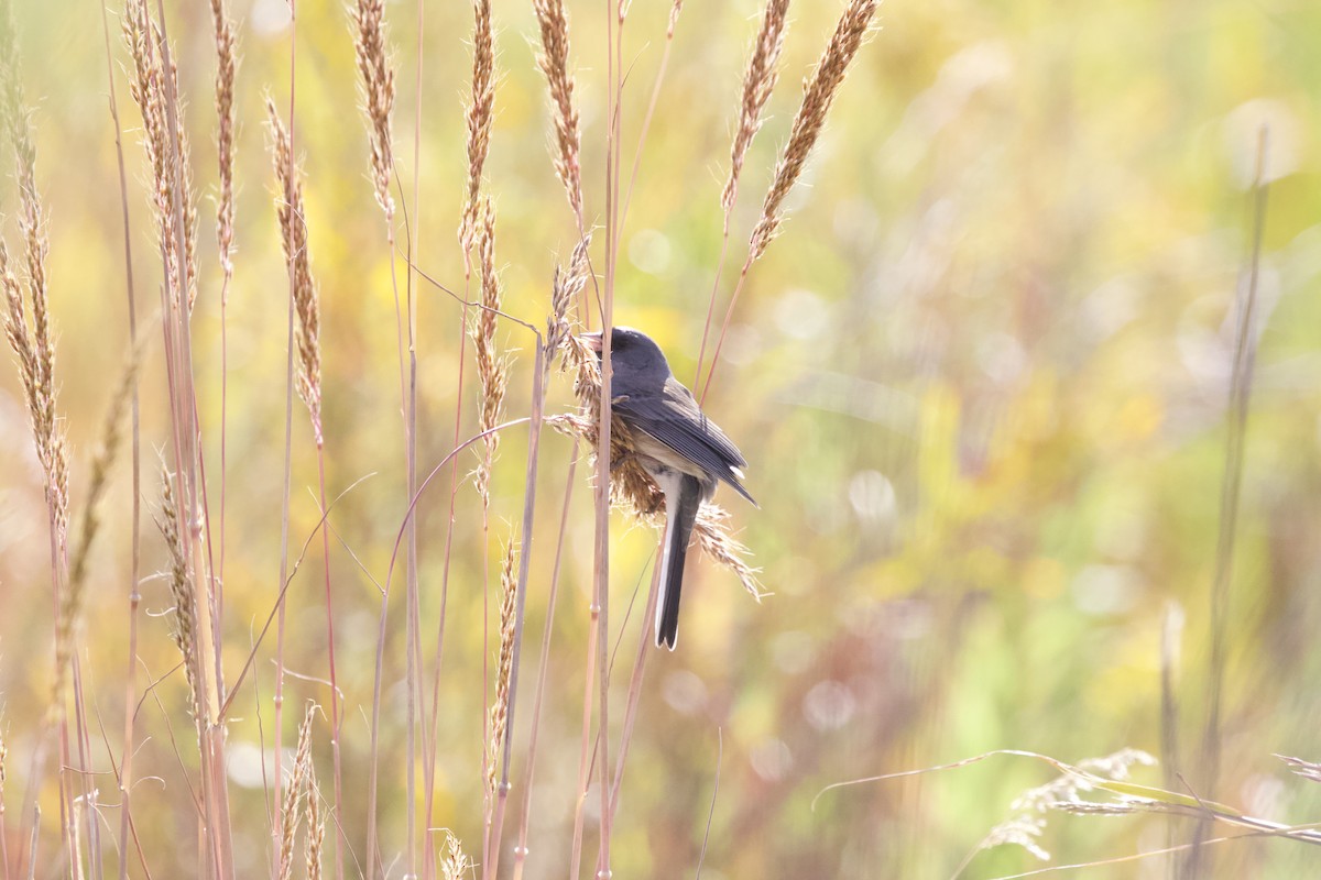 Юнко сірий - ML625527550