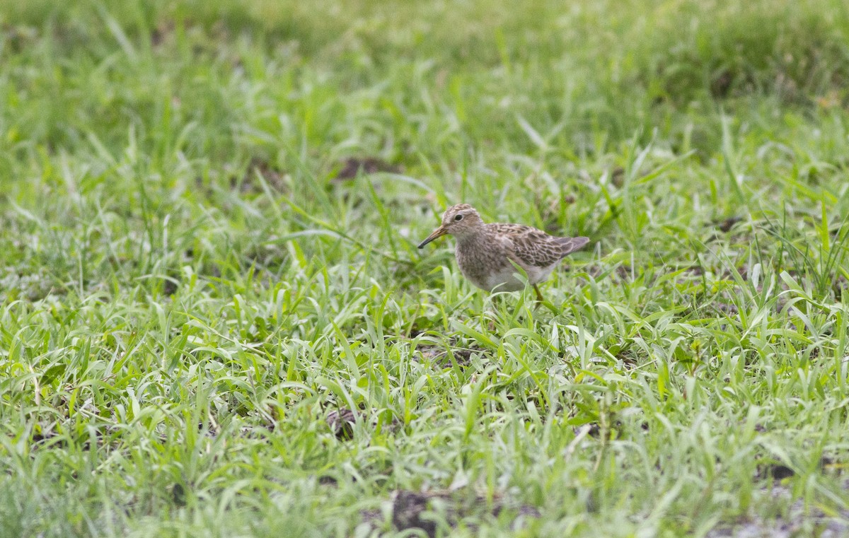 Bécasseau à poitrine cendrée - ML625527652