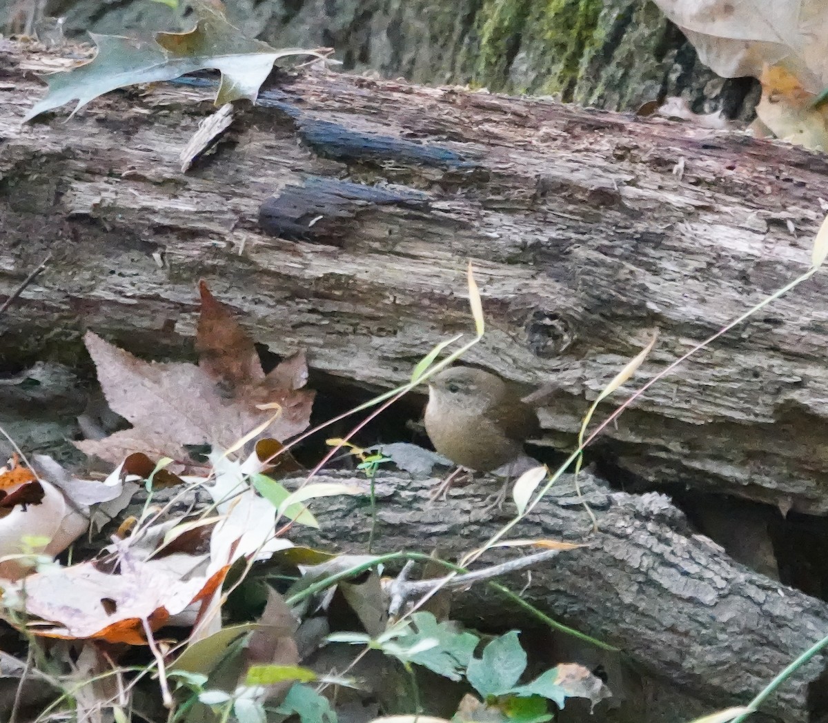 Winter Wren - ML625527677