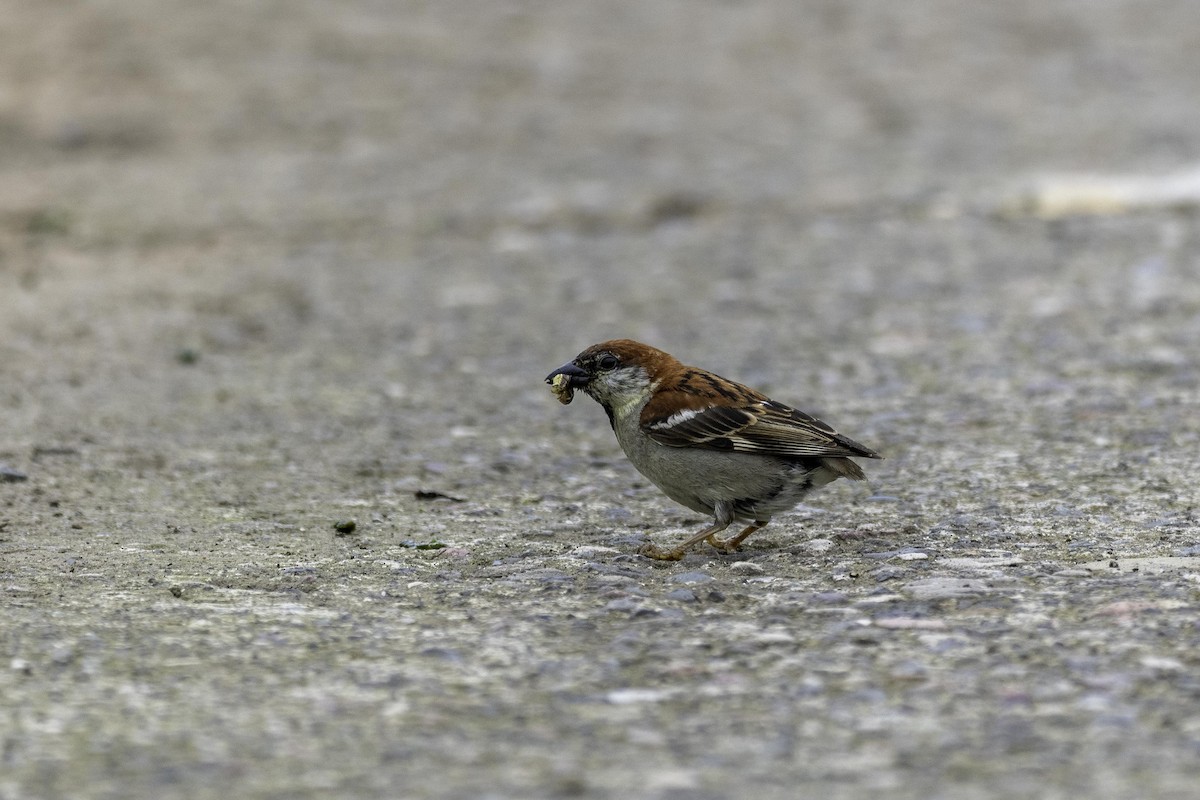 Russet Sparrow - Karl Hu