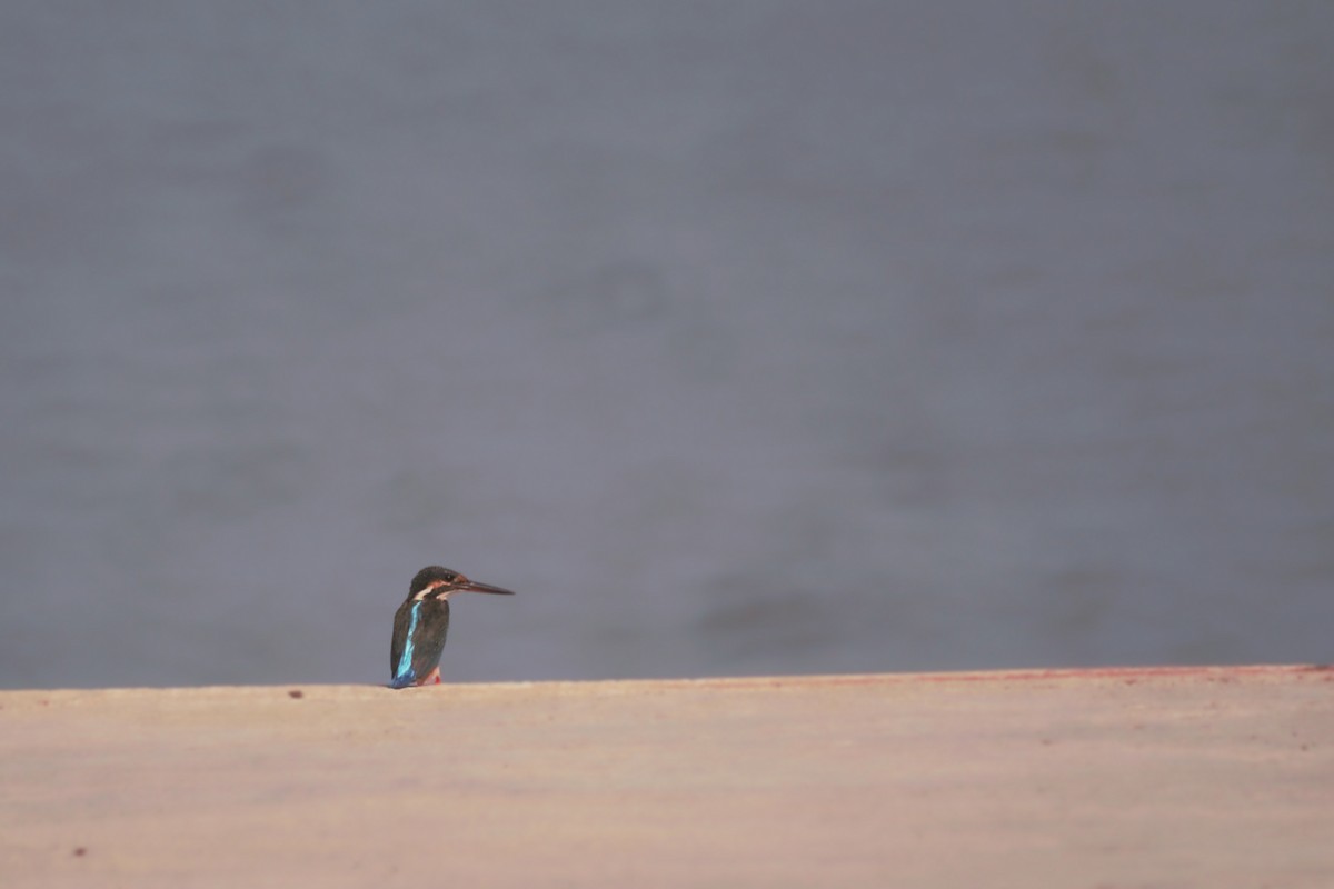 Common Kingfisher - ML625527845