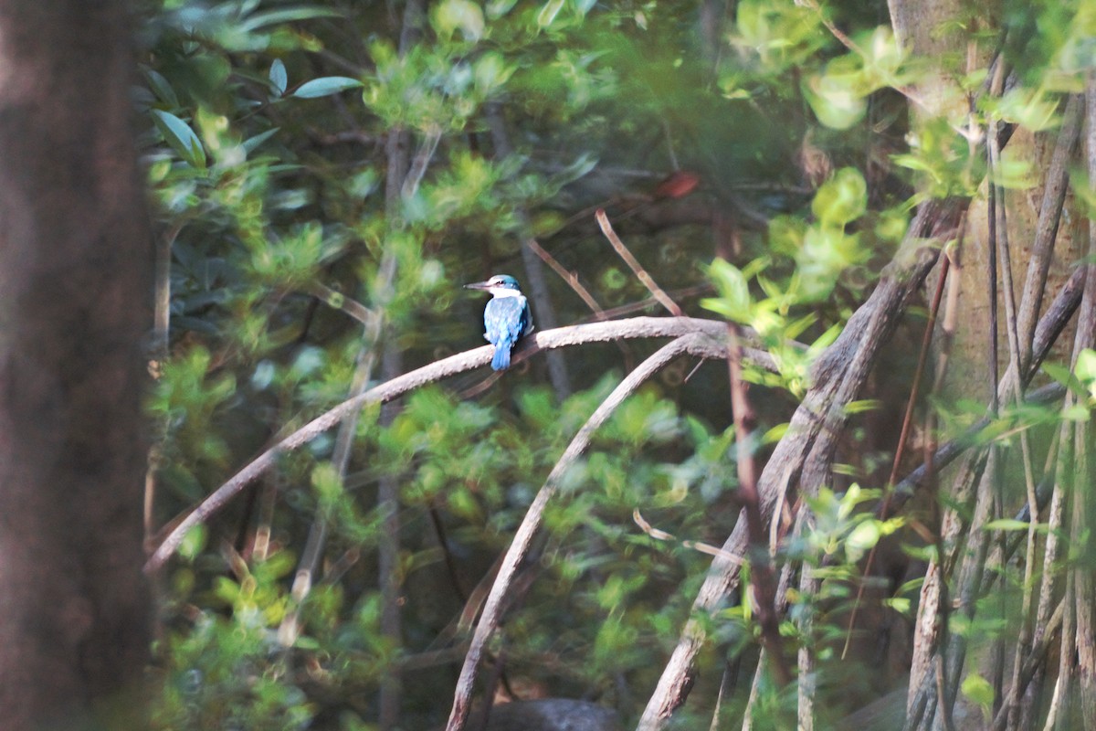 Collared Kingfisher - ML625527847