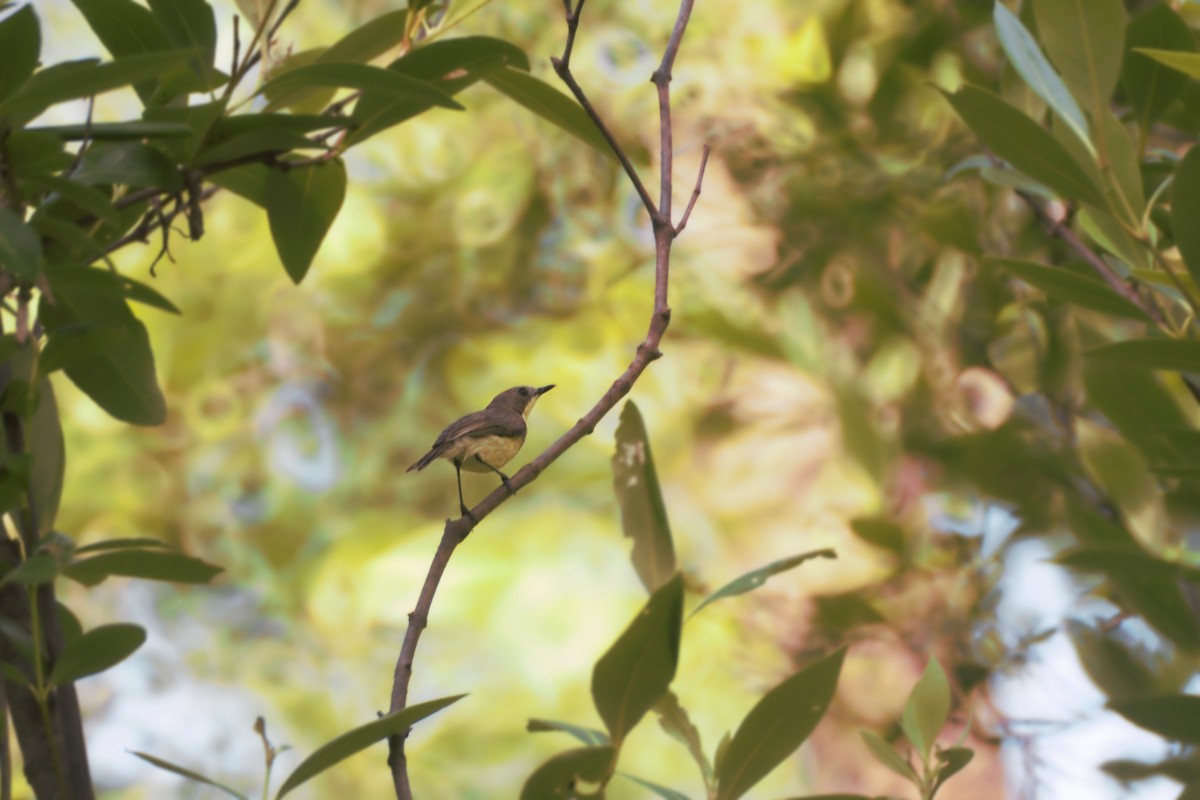 Golden-bellied Gerygone - ML625527848