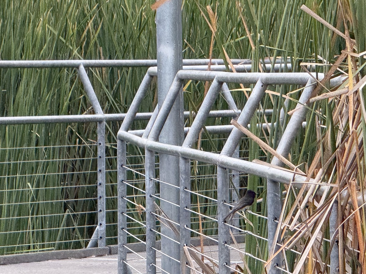 Black Phoebe - ML625527871