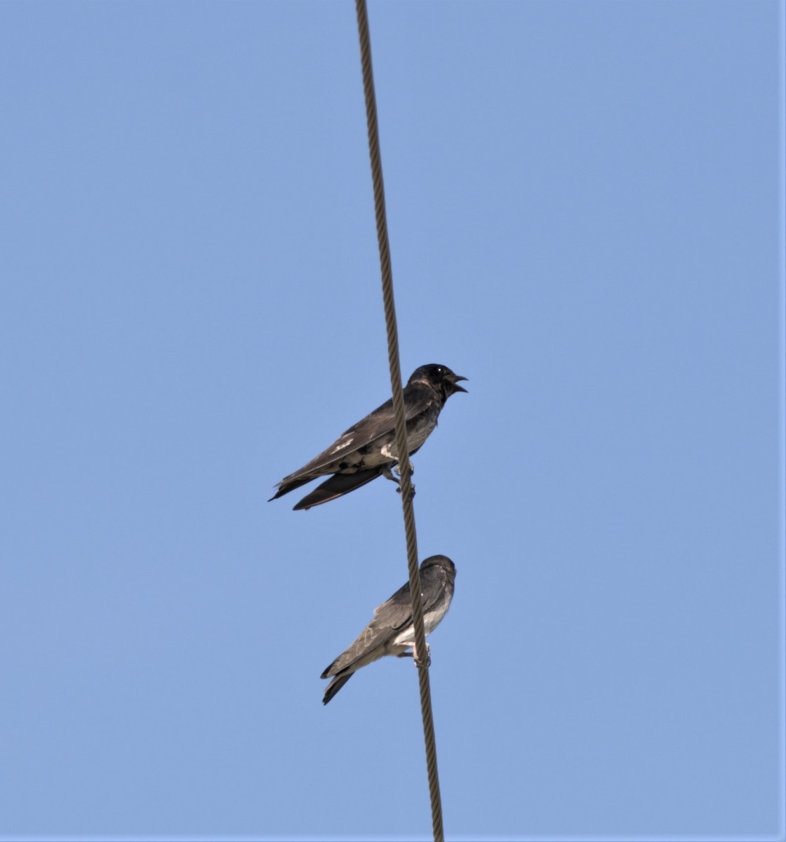 Purple Martin - ML625527908