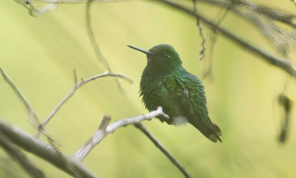 Garden Emerald - ML625527911