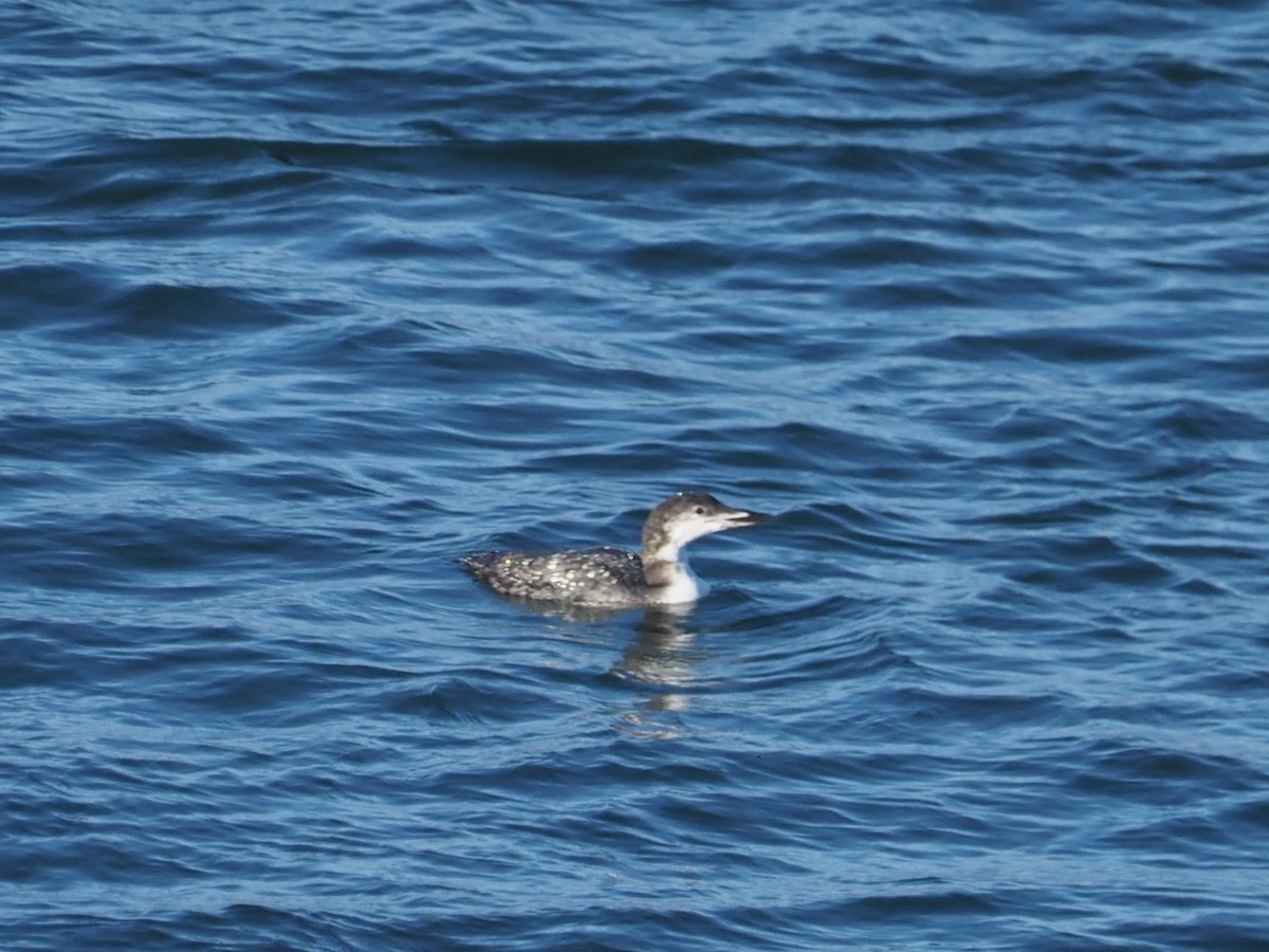 Common Loon - ML625528019