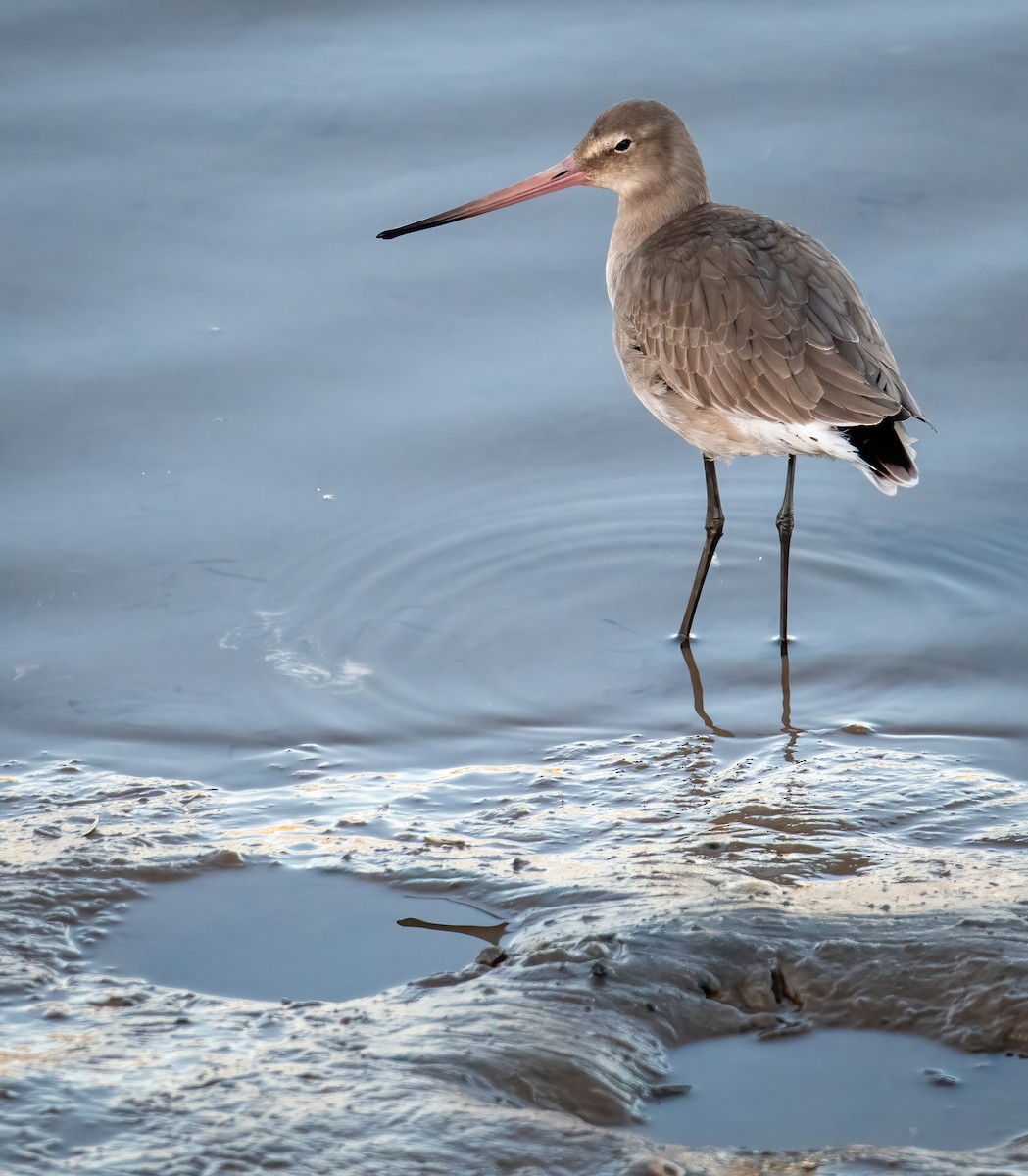 Black-tailed Godwit - ML625528086
