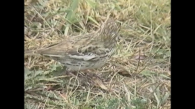 Lark Bunting - ML625528106