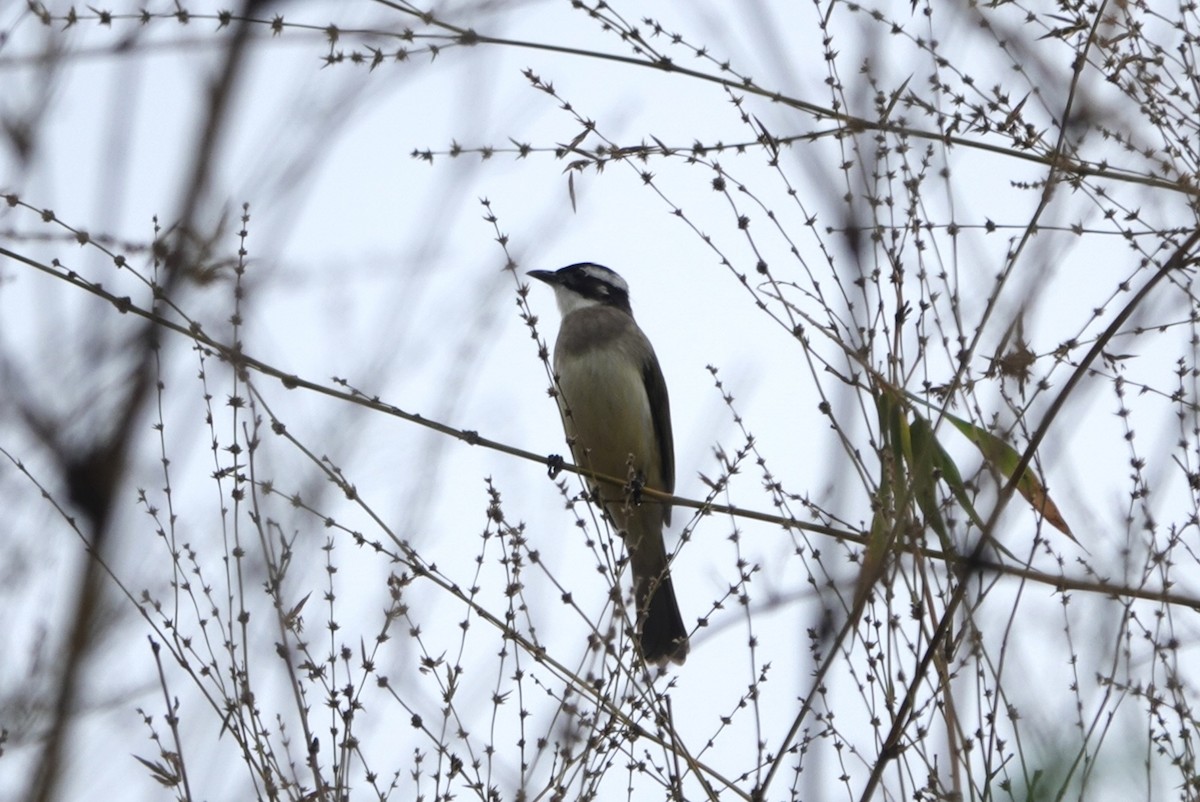 Light-vented Bulbul - ML625528168