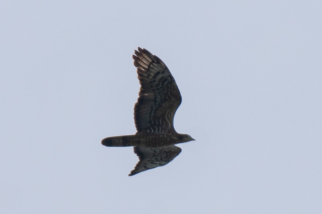 Oriental Honey-buzzard - ML625528184