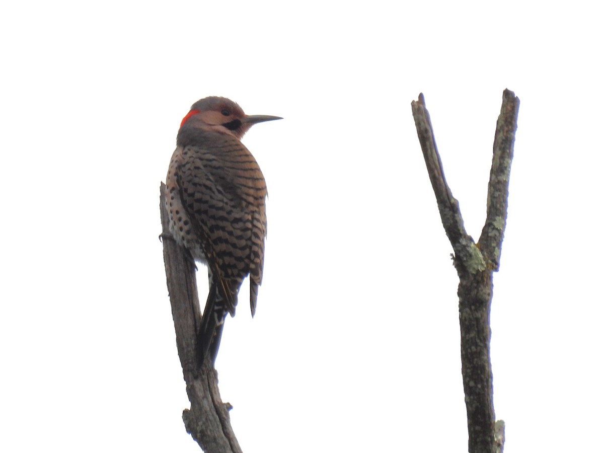 Northern Flicker - ML625528333