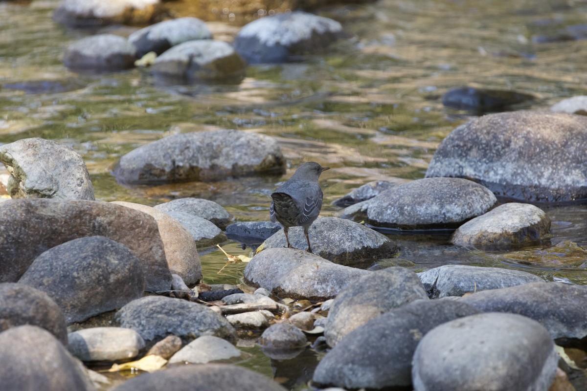 American Dipper - ML625528365