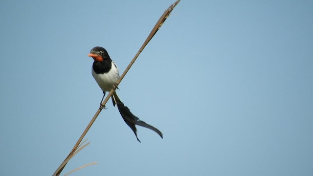 Strange-tailed Tyrant - ML625528388