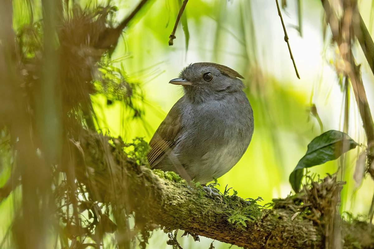 Slaty Gnateater - ML625528413