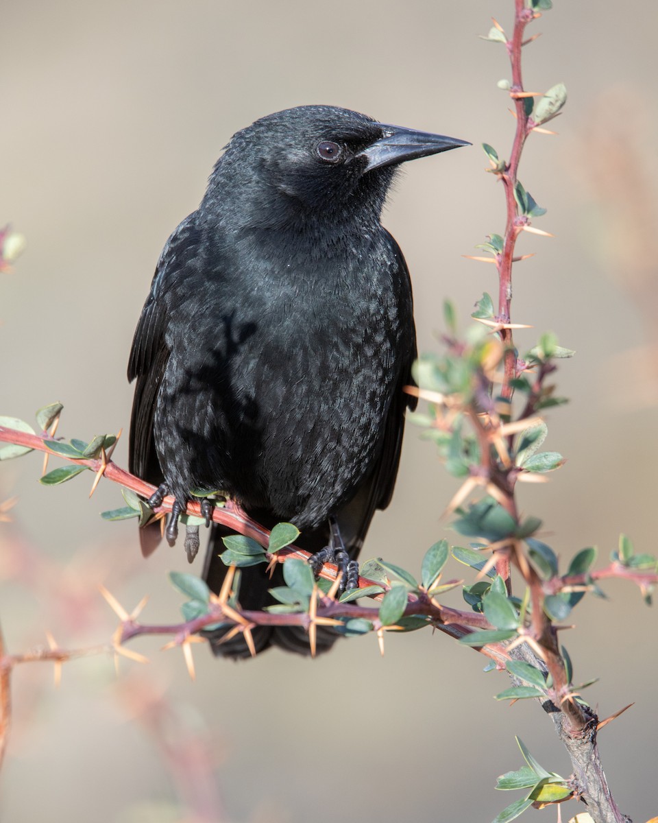 Austral Blackbird - ML625528454