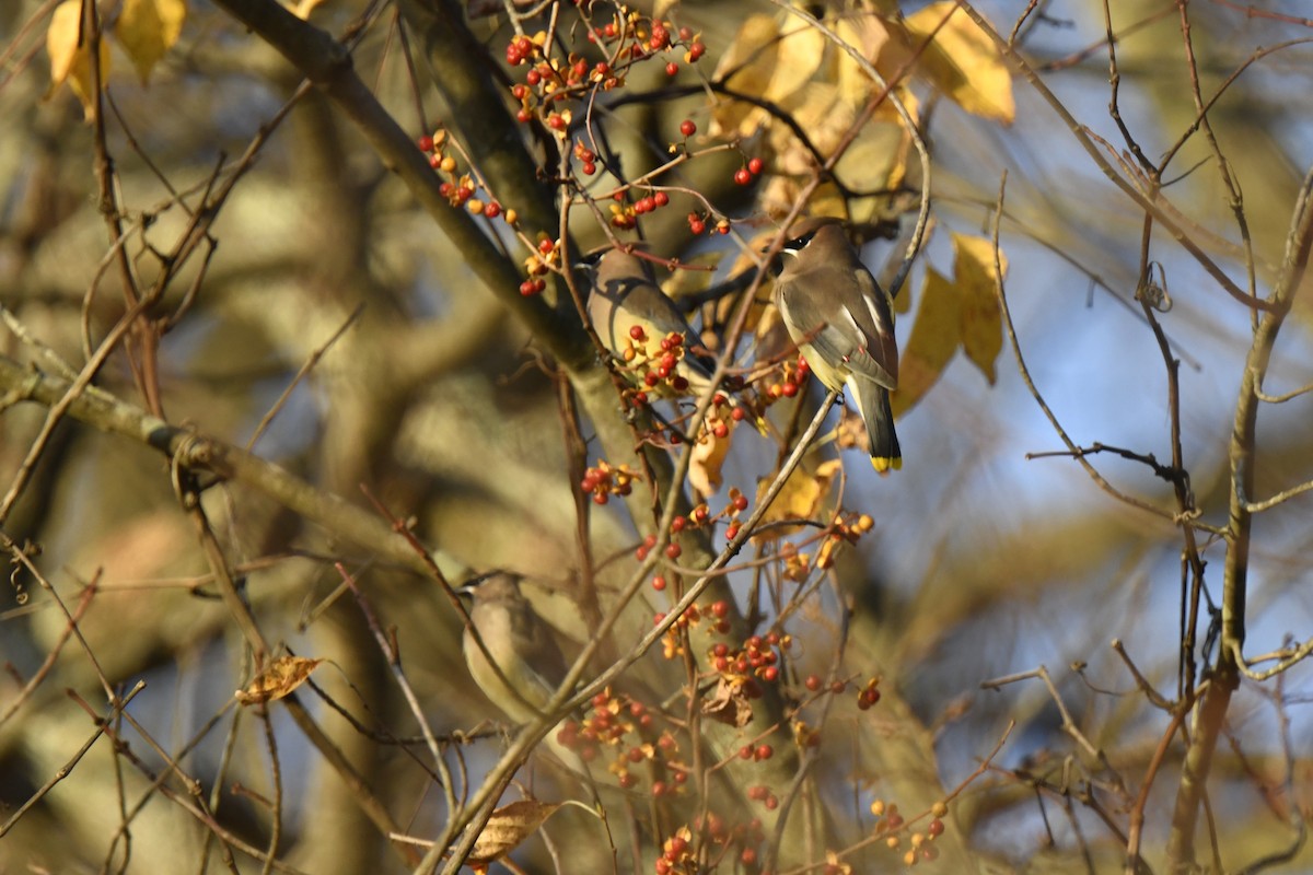 Cedar Waxwing - ML625528565