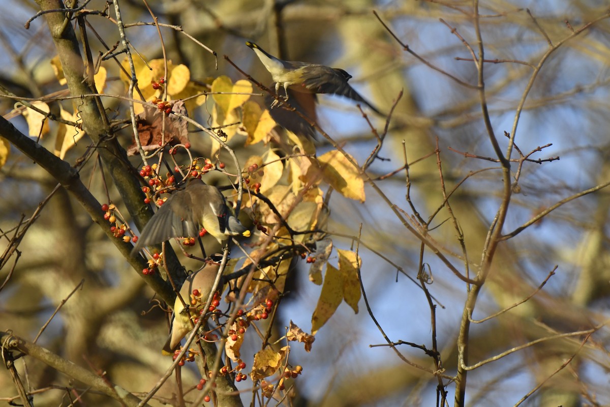 Cedar Waxwing - ML625528567