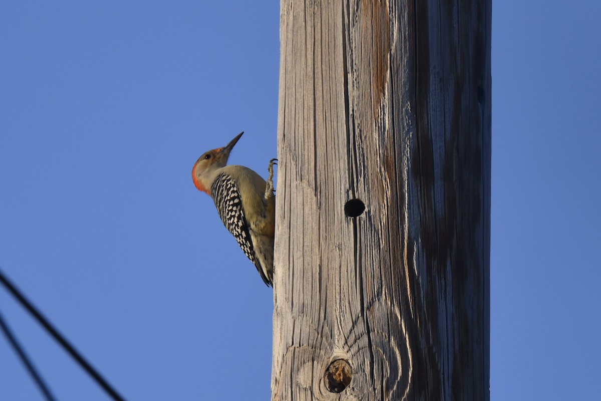 Red-bellied Woodpecker - ML625528575