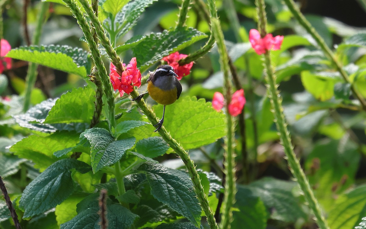 Bananaquit - Gál Szabolcs