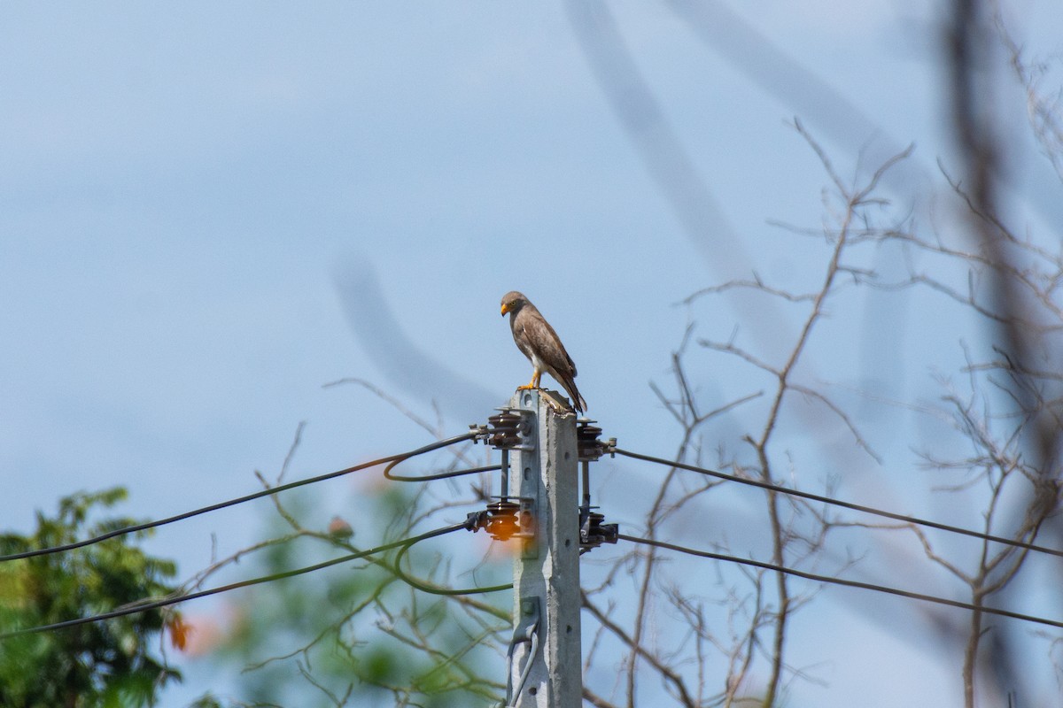 Rufous-winged Buzzard - ML625528633