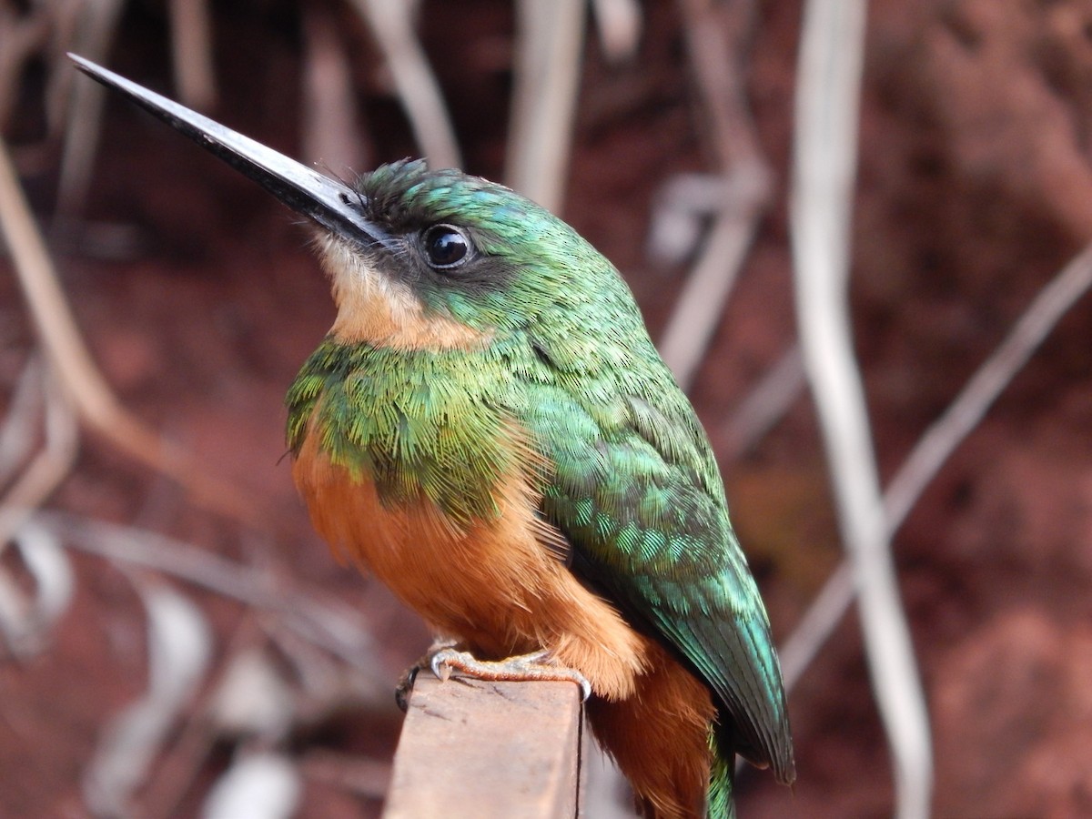 Jacamar à queue rousse - ML625528681