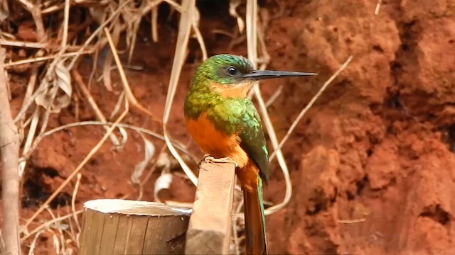 Jacamar à queue rousse - ML625528682