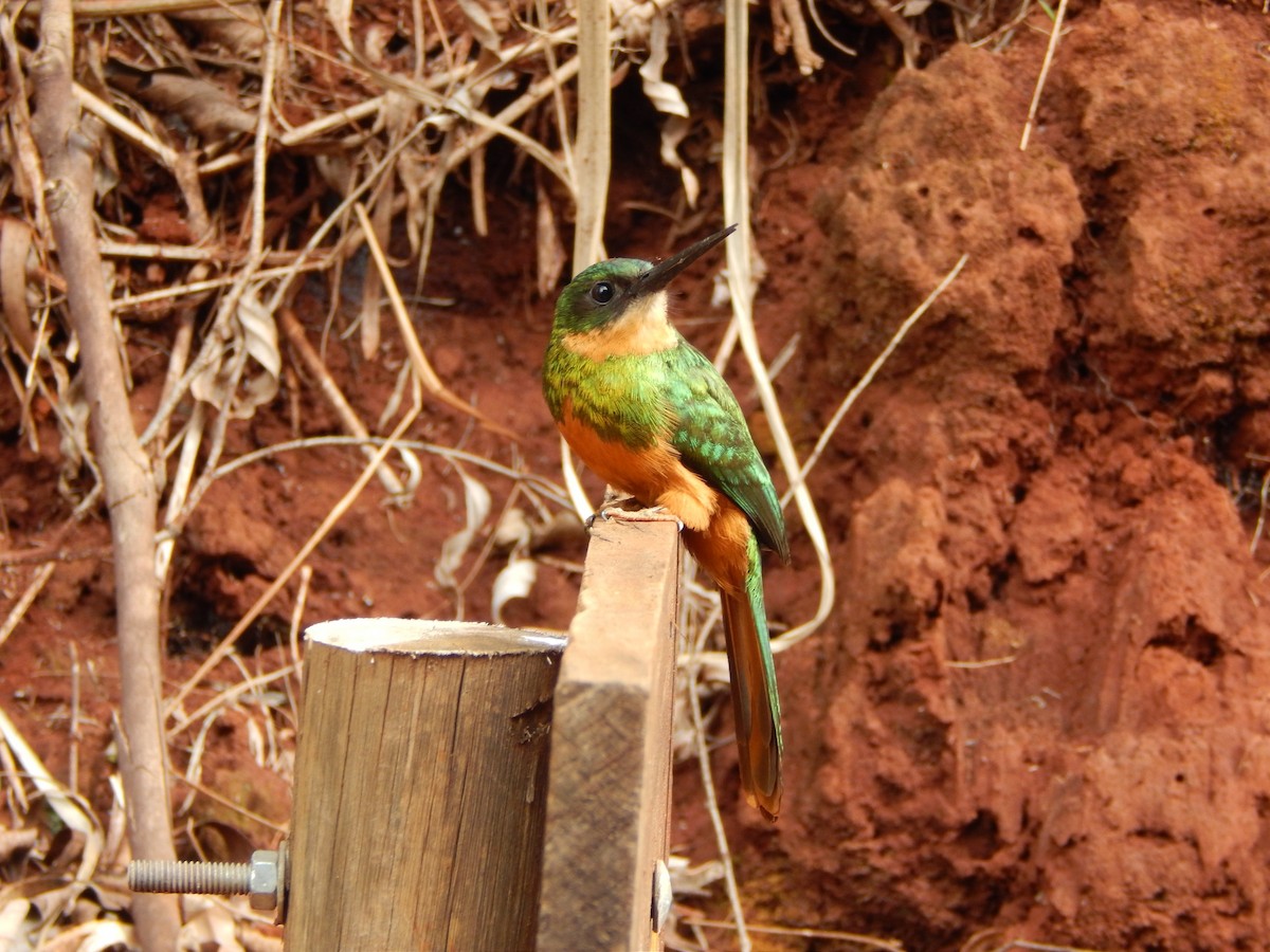 Jacamar à queue rousse - ML625528683