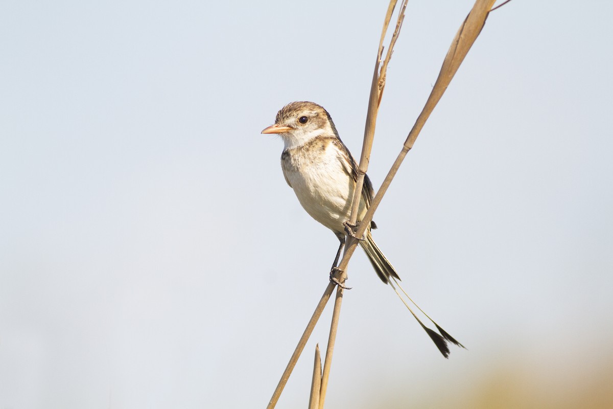 Strange-tailed Tyrant - ML625528691