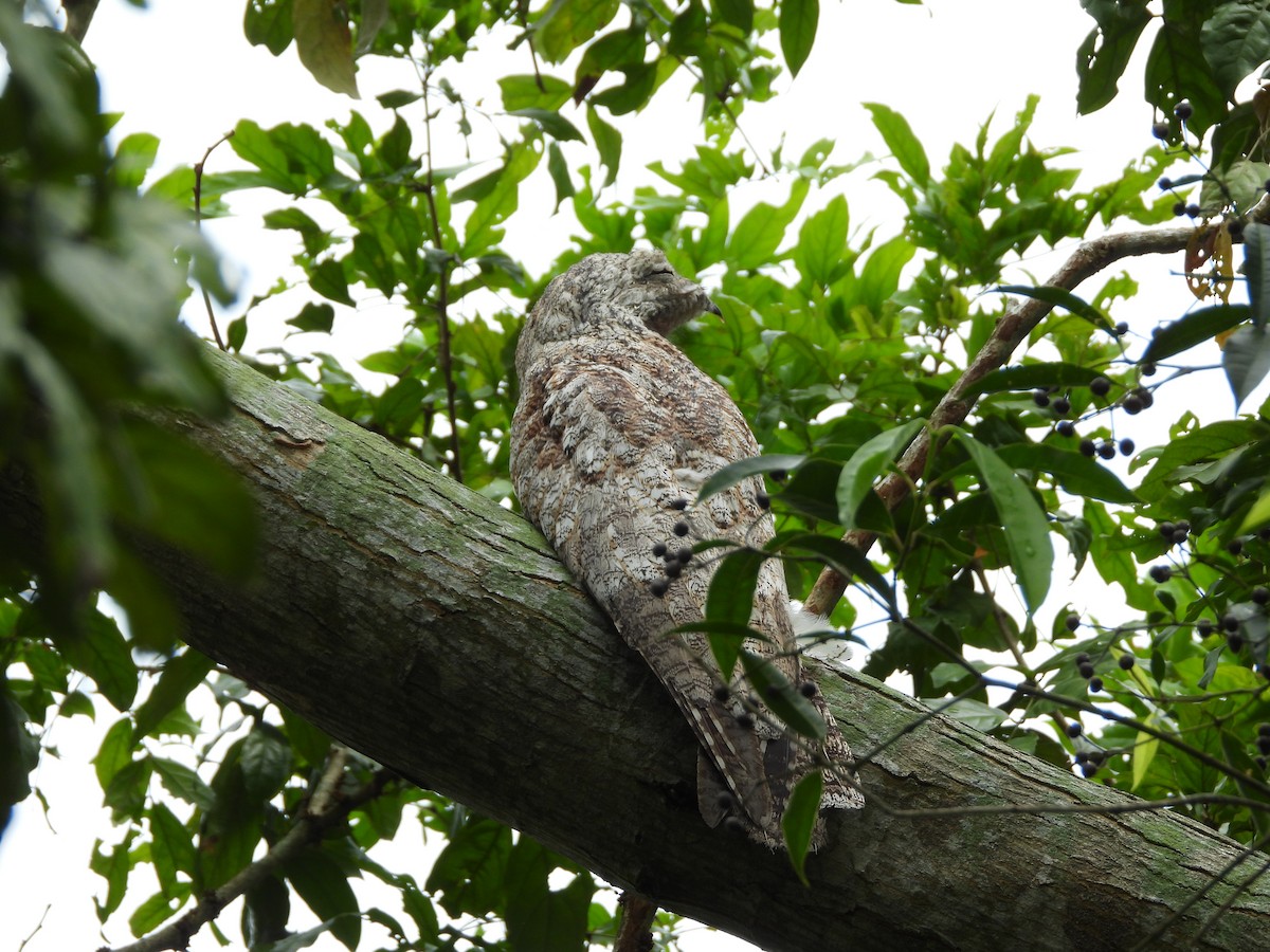 Great Potoo - ML625528726