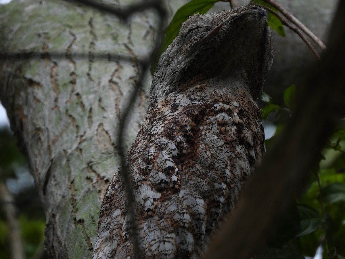 Great Potoo - ML625528730