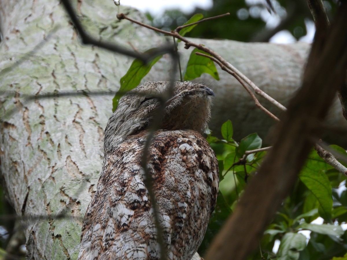 Great Potoo - Andrés Olmos Sánchez