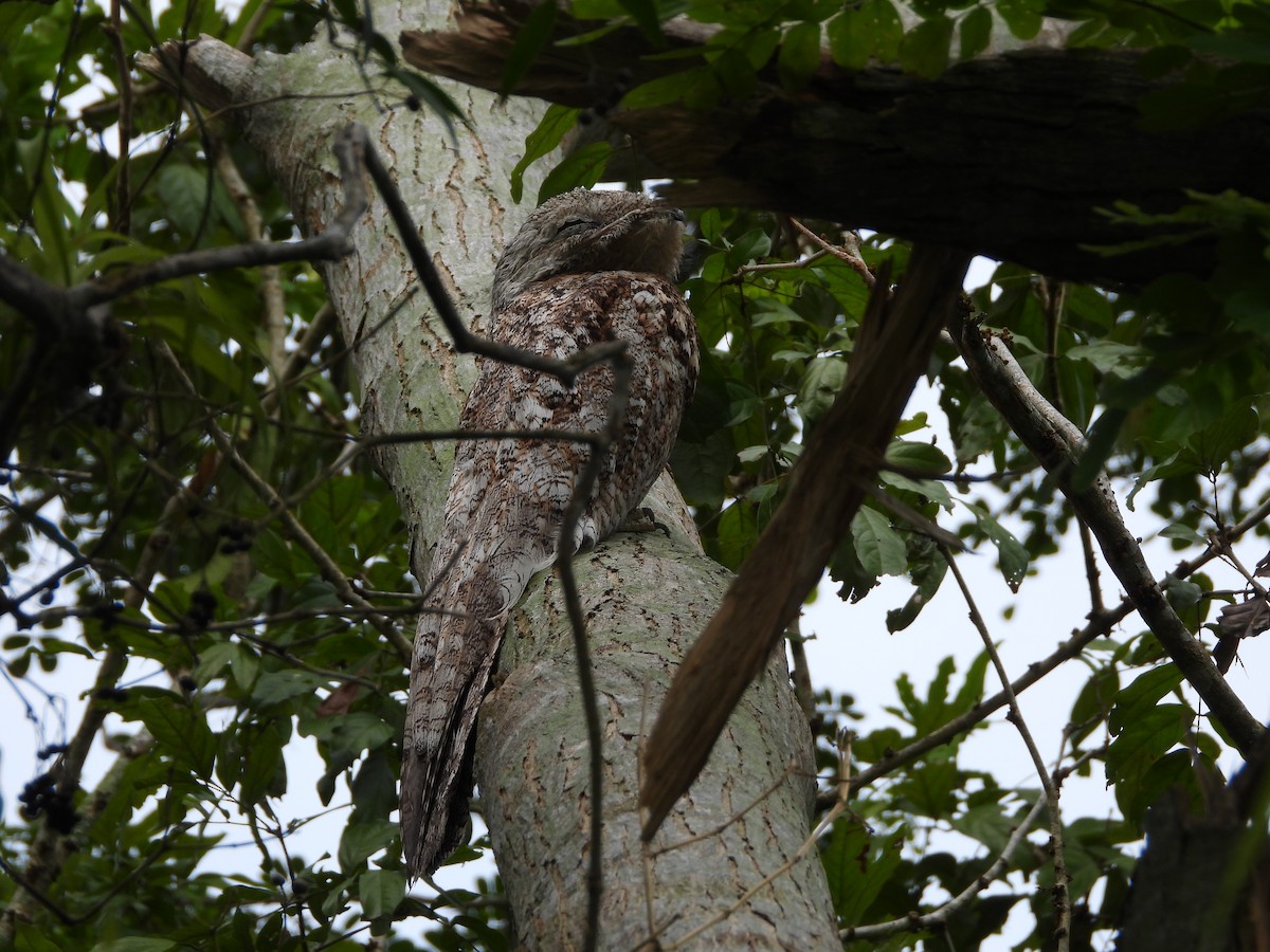 Great Potoo - ML625528734