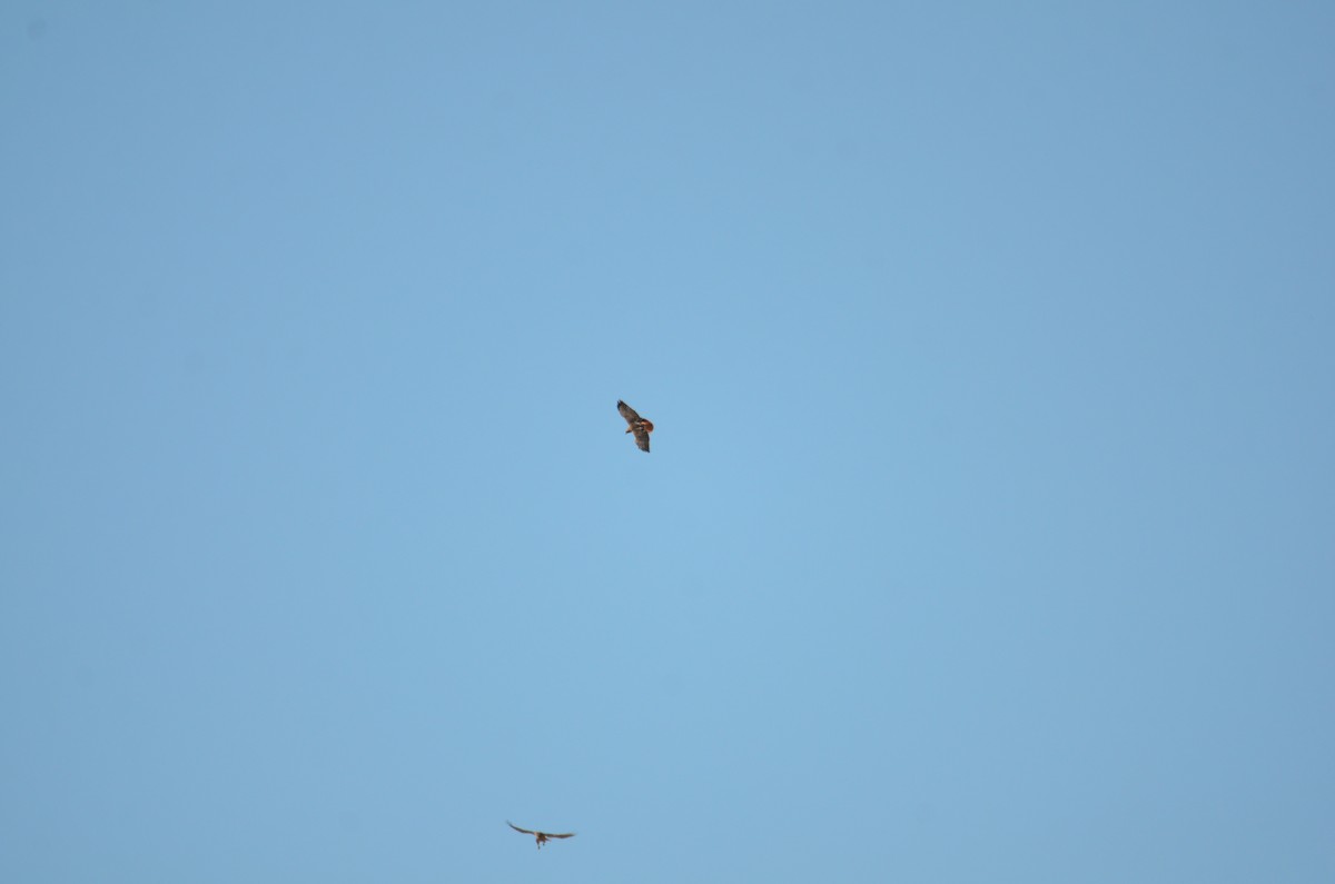 Red-tailed Hawk - ML625528757