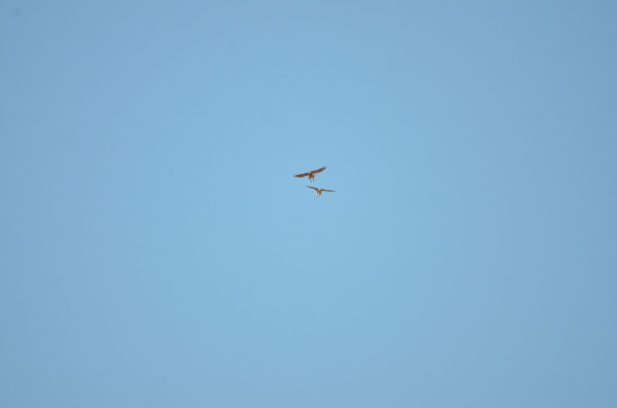 Red-tailed Hawk - ML625528758