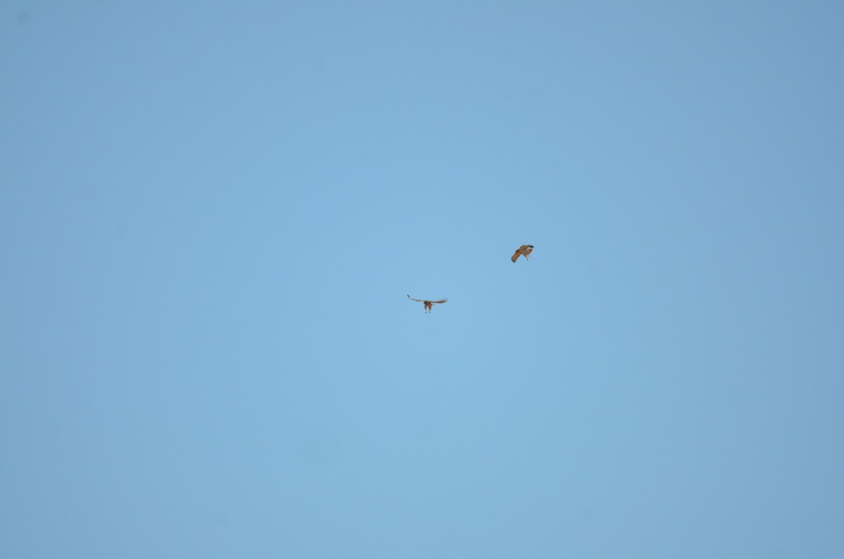 Red-tailed Hawk - ML625528761