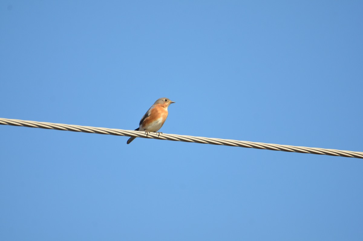 Eastern Bluebird - ML625528768