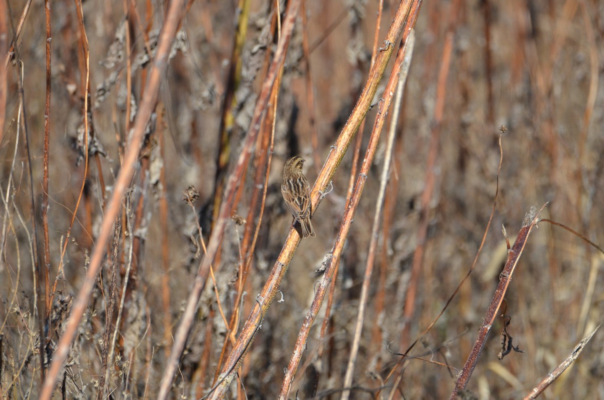 Savannah Sparrow - ML625528793