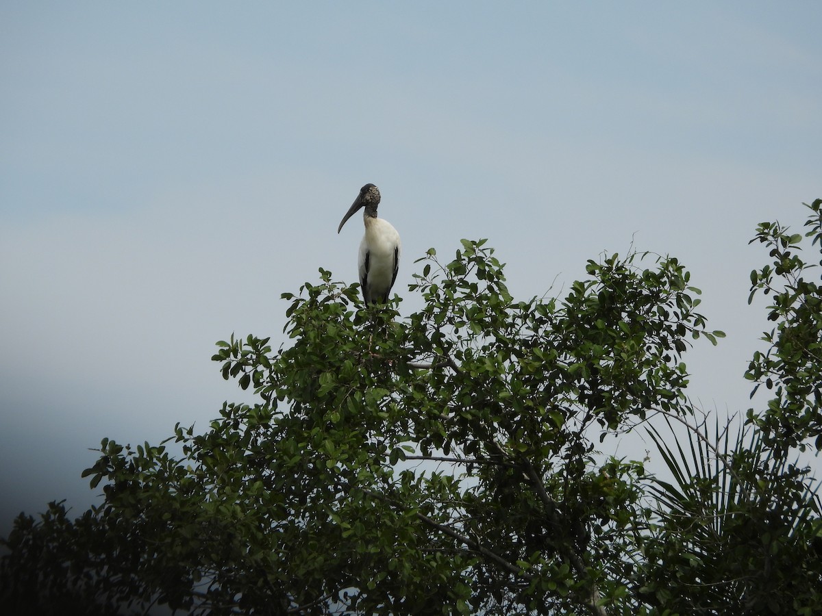 Wood Stork - ML625528819