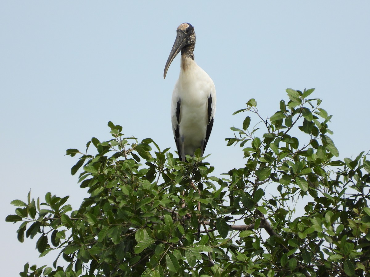 Wood Stork - ML625528820