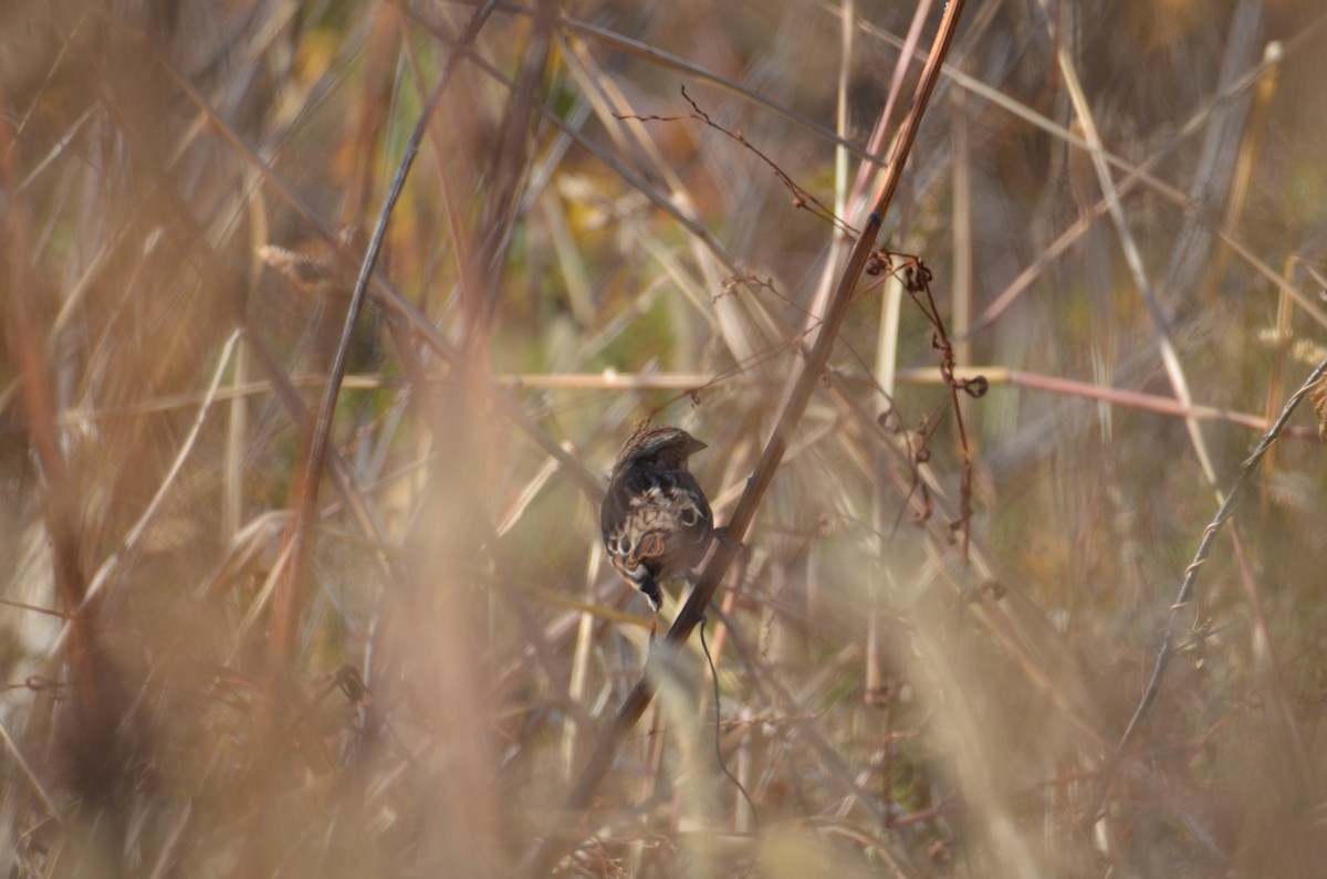 Song Sparrow - ML625528828
