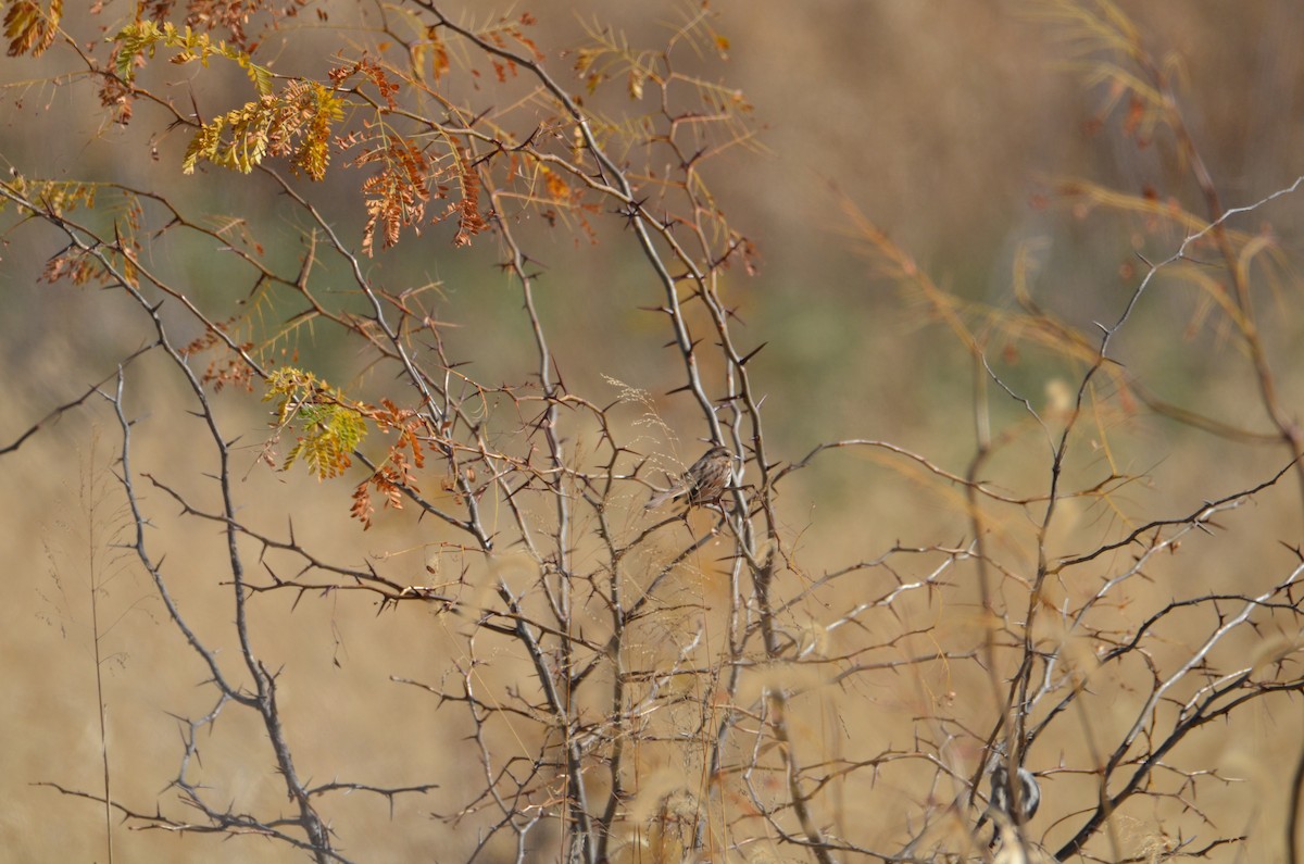 Song Sparrow - ML625528829