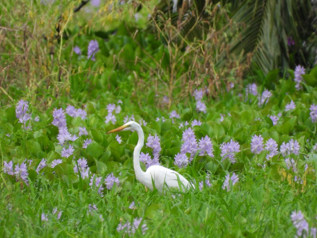 Great Egret - ML625528833