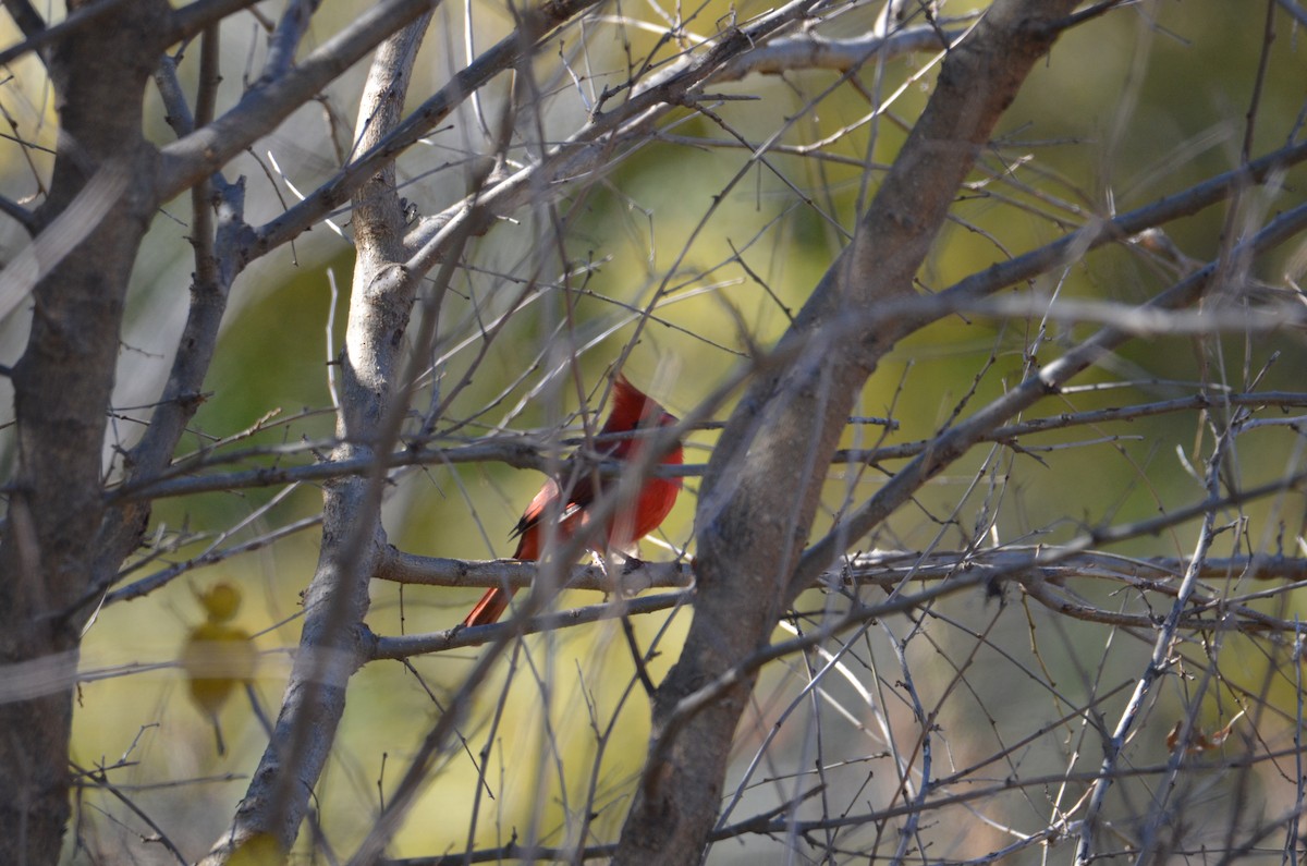 Northern Cardinal - ML625528838
